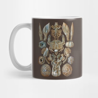 Ernst Haeckel Cirripedia Crab  Blue Mug